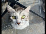 Adoption disponible : chatte tigrée blanche