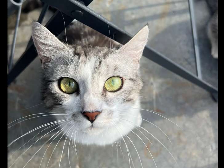 Adoption disponible : chatte tigrée blanche