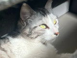 Adoption disponible : chatte tigrée blanche