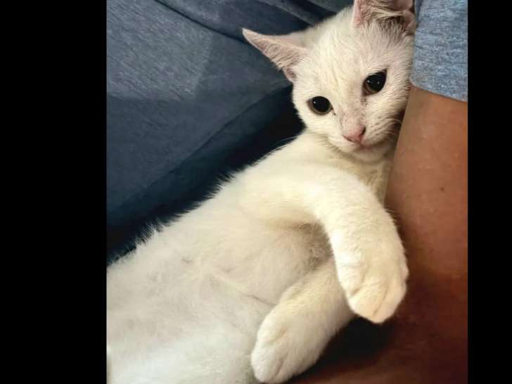À la recherche d'un foyer : chatonne de 9 mois