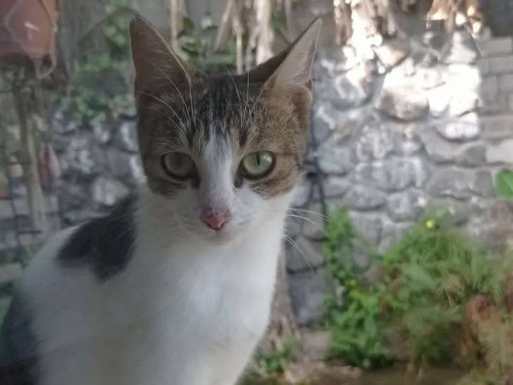 Chaton femelle de 5 mois à adopter