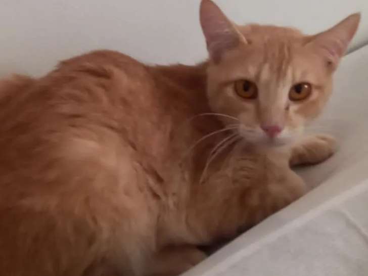 Chatte rousse disponible à l'adoption