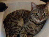Chatte d'un an en attente d'adoption