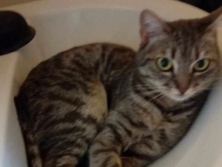 Chatte d'un an en attente d'adoption