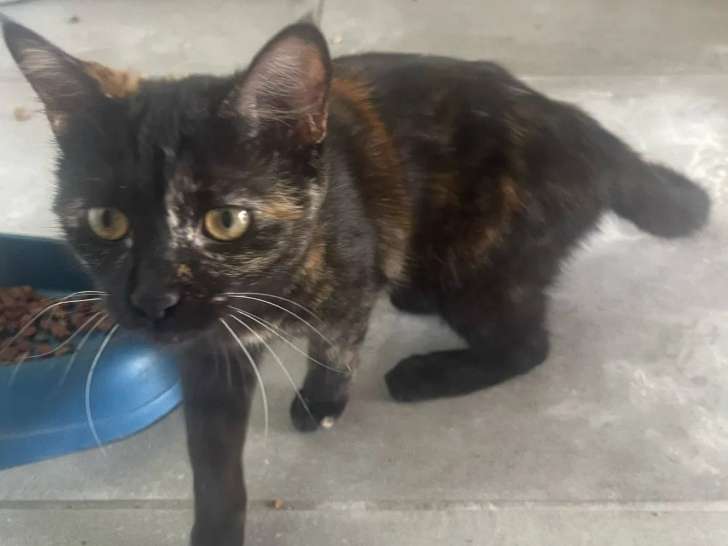 Chatonne de 6 mois prête pour l'adoption
