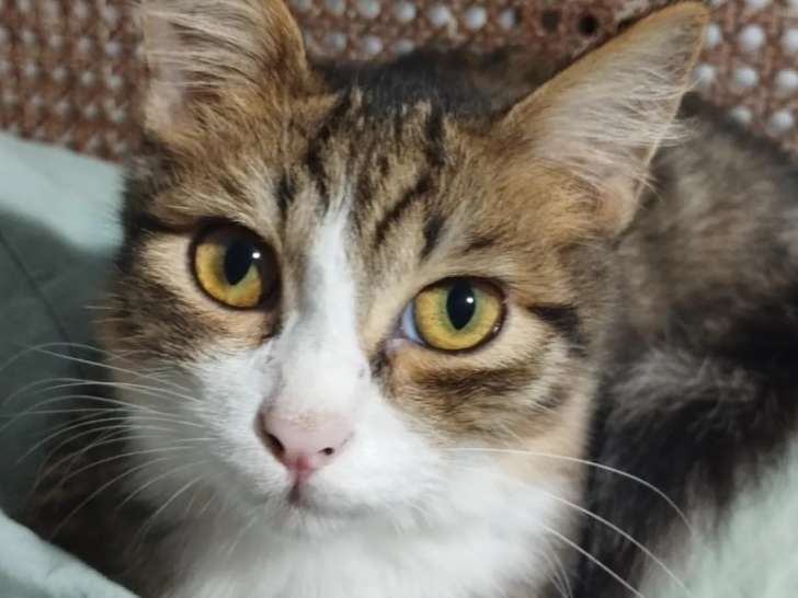 Chaton mâle tigré blanc en attente d'un foyer