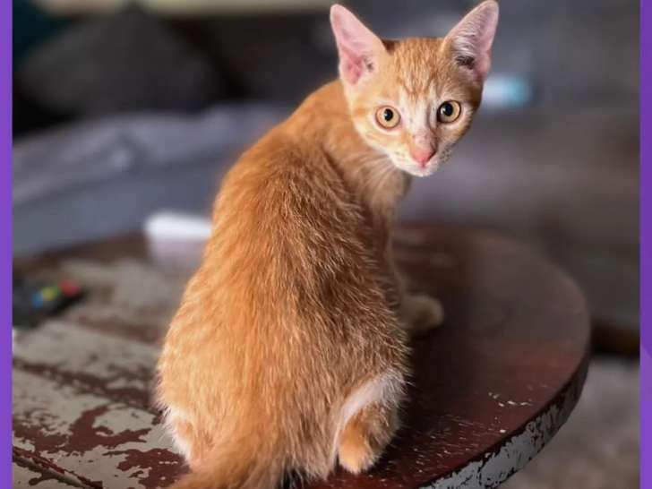 Chaton femelle tigré roux à accueillir