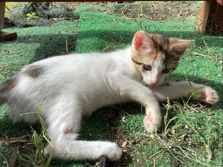 Chatonne de 2 mois en quête d’une famille