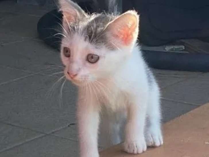 Adoption disponible : chaton femelle de 2 mois
