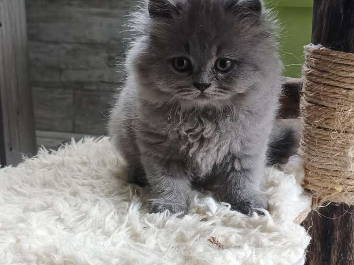 Chatonnes British Longhair à vendre