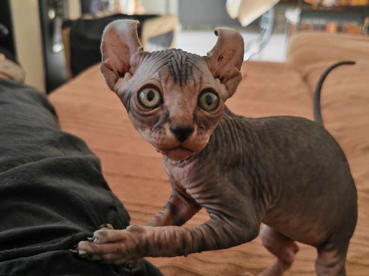 Magnifique petit mâle Elf-Cat à vendre