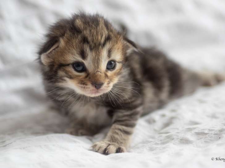 Chatons Borvégiens disponibles en septembre