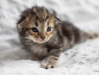 Chatons Borvégiens disponibles en septembre