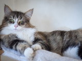 Chatons Norvégiens disponibles en septembre