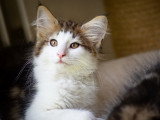 Chatons Norvégiens disponibles en septembre