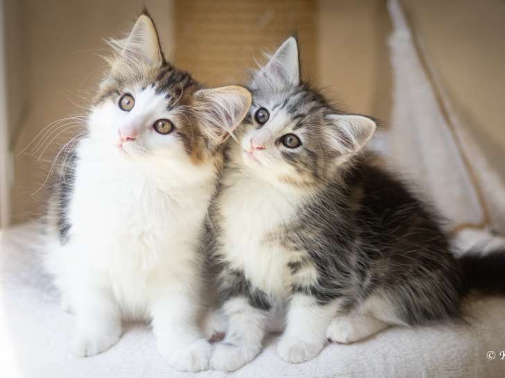 Chatons Norvégiens disponibles en septembre
