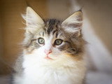 Chatons Norvégiens disponibles en septembre