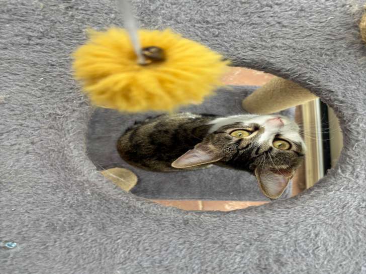 Recherche chat mâle pour saillie