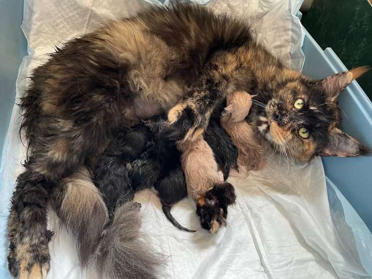 Maman et les chatons