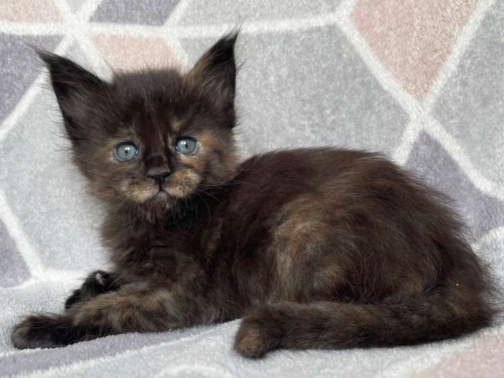Archiduchesse P : femelle black tortie