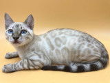 Adorable chaton Bengal snow lynx à vendre