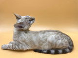 Adorable chaton Bengal snow lynx à vendre