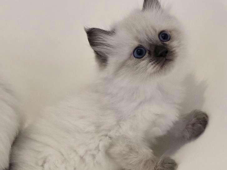 Chatons Ragdoll à vendre