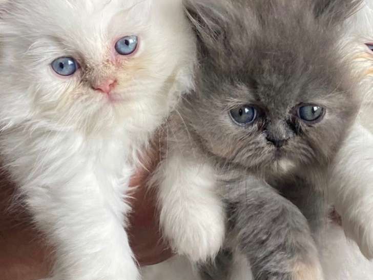 Chatons persan  à vendre