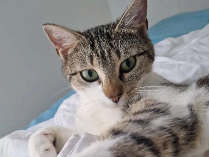 À adopter : chatte tigrée