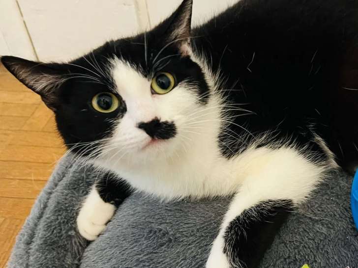 Disponible à l'adoption : chatte d'un an