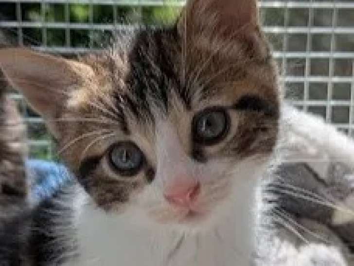 En attente d'adoption : chaton mâle de 2 mois