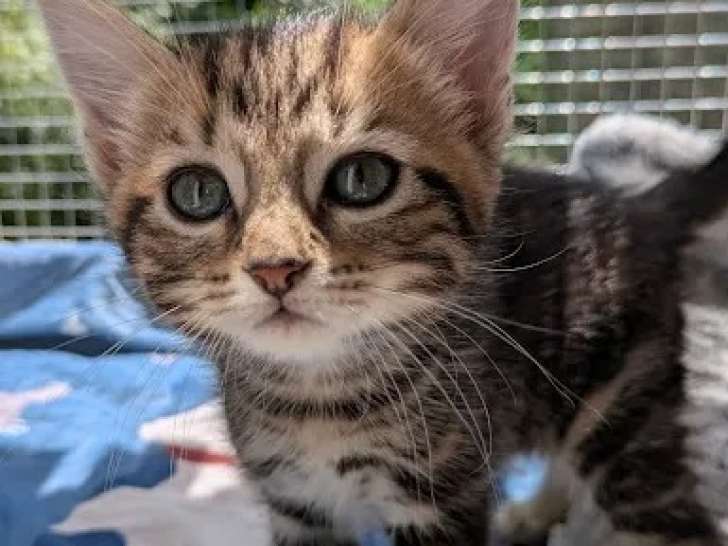 Prêt pour l'adoption : chaton mâle tigré