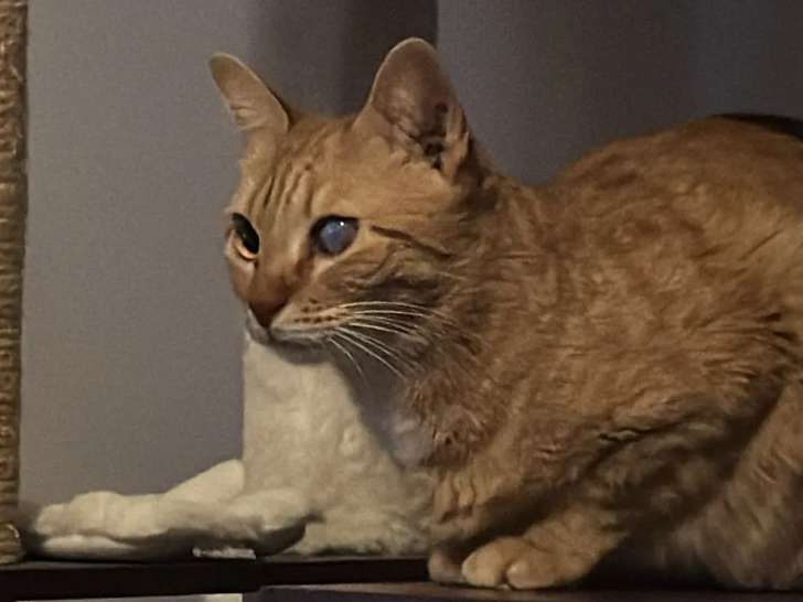 En attente d'un foyer : chatte de 6 ans