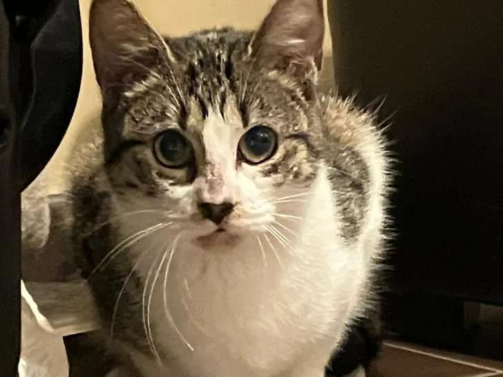 À accueillir : chatte tigrée blanche
