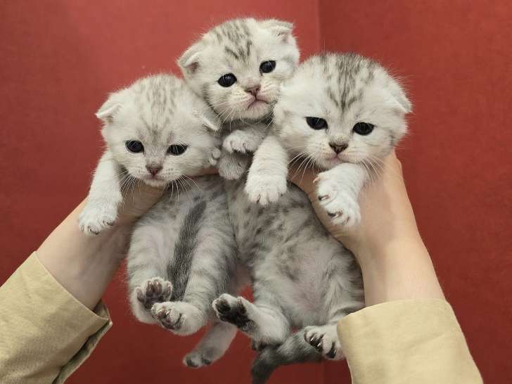 Adorables chatons Scottish Fold à vendre