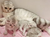 Adorables chatons Scottish Fold à vendre