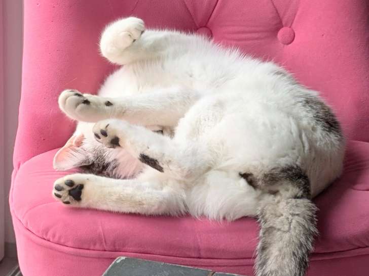 Chat mâle très calin à donner