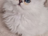 Chatons Persan blancs LOOF à vendre