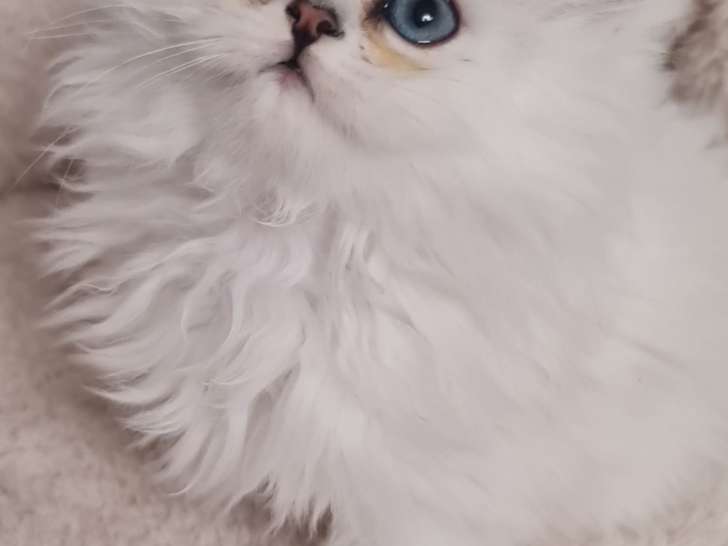 Chatons Persan blancs LOOF à vendre