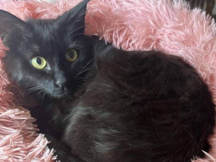 Chat d'un an en quête d'un foyer