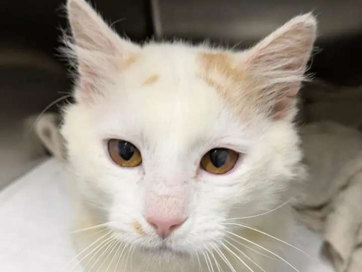 Adoption disponible : chat roux et blanc