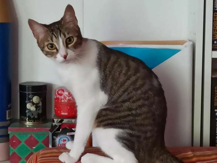 Chatte tigrée blanche à la recherche d’une famille