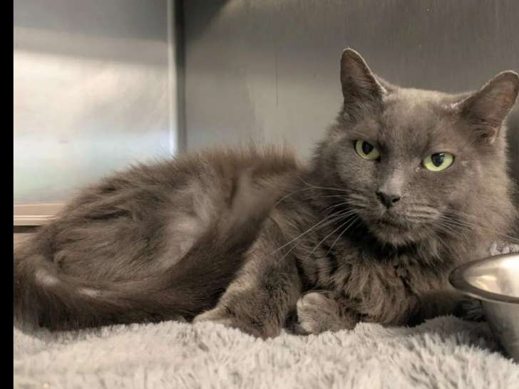 À adopter, chatte adulte