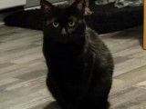 Disponible à l'adoption, chat noire