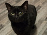 Disponible à l'adoption, chat noire