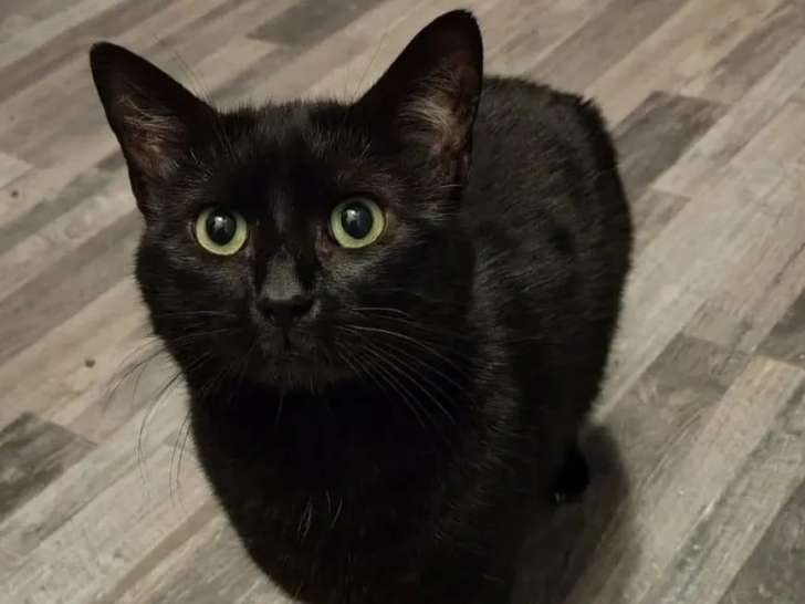 Disponible à l'adoption, chat noire