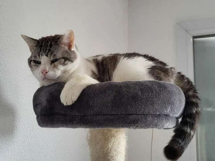 En attente d'adoption, chat de 12 ans