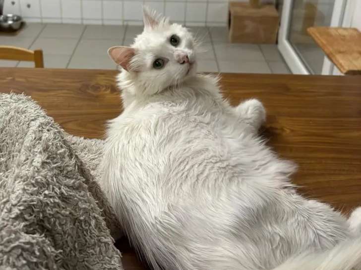 Prêt pour l'adoption, chat blanc
