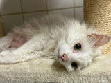 Prêt pour l'adoption, chat blanc