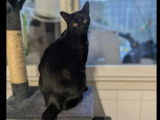 En attente d’une famille, chat de couleur noire